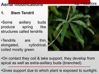 Aerial modifications
1. Stem Tendril
•Some axillary buds
produce spring like
structures called tendrils
•Tendrils are thin,
elongated, cylindrical,
coiled mostly green
•On contact they coil & take support, they develop from
apical as well as extra-axillary buds (branched).
•Gives support due to which plant is exposed to sunlight.
Eg. Passiflora
 
