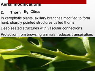 Aerial modifications
2. Thorn
In xerophytic plants, axillary branches modified to form
hard, sharply pointed structures called thorns
Deep seated structures with vascular connections
Protection from browsing animals, reduces transpiration.
Eg. Citrus
 