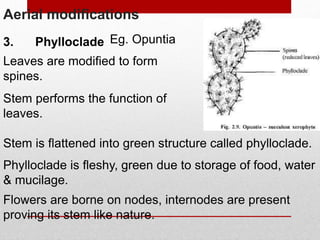 Aerial modifications
3. Phylloclade
Leaves are modified to form
spines.
Stem performs the function of
leaves.
Stem is flattened into green structure called phylloclade.
Phylloclade is fleshy, green due to storage of food, water
& mucilage.
Eg. Opuntia
Flowers are borne on nodes, internodes are present
proving its stem like nature.
 