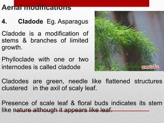 Aerial modifications
4. Cladode
Cladode is a modification of
stems & branches of limited
growth.
Phylloclade with one or two
internodes is called cladode
Cladodes are green, needle like flattened structures
clustered in the axil of scaly leaf.
Presence of scale leaf & floral buds indicates its stem
like nature although it appears like leaf.
Eg. Asparagus
 