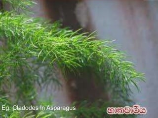 Eg. Cladodes in Asparagus
 