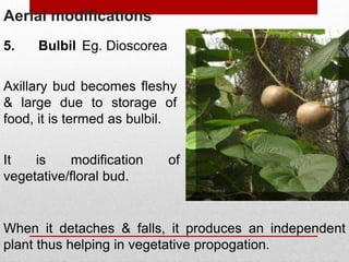 Aerial modifications
5. Bulbil
Axillary bud becomes fleshy
& large due to storage of
food, it is termed as bulbil.
It is modification of
vegetative/floral bud.
When it detaches & falls, it produces an independent
plant thus helping in vegetative propogation.
Eg. Dioscorea
 