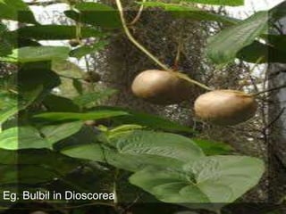 Eg. Bulbil in Dioscorea
 