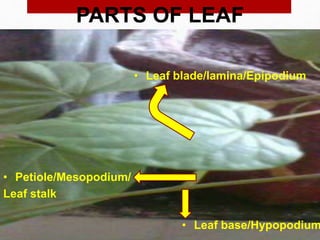 • Leaf base/Hypopodium
• Petiole/Mesopodium/
Leaf stalk
• Leaf blade/lamina/Epipodium
PARTS OF LEAF
 
