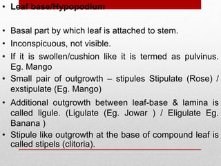 • Leaf base/Hypopodium
• Inconspicuous, not visible.
• Basal part by which leaf is attached to stem.
• If it is swollen/cushion like it is termed as pulvinus.
Eg. Mango
• Small pair of outgrowth – stipules Stipulate (Rose) /
exstipulate (Eg. Mango)
• Stipule like outgrowth at the base of compound leaf is
called stipels (clitoria).
• Additional outgrowth between leaf-base & lamina is
called ligule. (Ligulate (Eg. Jowar ) / Eligulate Eg.
Banana )
 