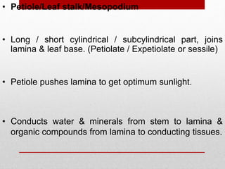 • Petiole/Leaf stalk/Mesopodium
• Petiole pushes lamina to get optimum sunlight.
• Long / short cylindrical / subcylindrical part, joins
lamina & leaf base. (Petiolate / Expetiolate or sessile)
• Conducts water & minerals from stem to lamina &
organic compounds from lamina to conducting tissues.
 