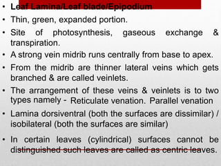 • Leaf Lamina/Leaf blade/Epipodium
• Site of photosynthesis, gaseous exchange &
transpiration.
• Thin, green, expanded portion.
• A strong vein midrib runs centrally from base to apex.
• The arrangement of these veins & veinlets is to two
types namely -
• From the midrib are thinner lateral veins which gets
branched & are called veinlets.
Reticulate venation. Parallel venation
• Lamina dorsiventral (both the surfaces are dissimilar) /
isobilateral (both the surfaces are similar)
• In certain leaves (cylindrical) surfaces cannot be
distinguished such leaves are called as centric leaves.
 
