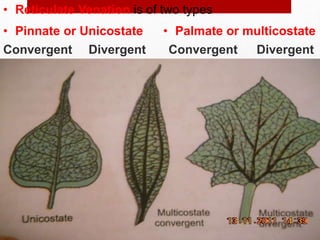 • Reticulate Venation is of two types
Convergent
• Palmate or multicostate
• Pinnate or Unicostate
Divergent
Convergent Divergent
 