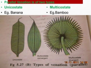 • Unicostate
• Parallel Venation is of two types
• Multicostate
• Eg. Banana • Eg.Bamboo
 