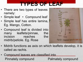 • Simple leaf
• There are two types of leaves
namely:
• Compound leaf is divided into
many leaflets/pinnae, the
incision reaches the
midrib/petiole. Eg. Rose
• Simple leaf has entire lamina,
Eg. Mango, Cotton.
Pinnately compound Palmately compound
• Midrib functions as axis on which leaflets develop, it is
called as rachis.
• Compound leaves are classified into
TYPES OF LEAF
• Compound leaf
 