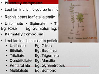 • Unifoliate
• Leaf lamina is incised up to midrib.
• Unipinnate
• Rachis bears leaflets laterally
• Pinnately compound
• Palmately compound
• Leaf lamina is incised to petiole forming leaf lobes
• Bifoliate
• Bipinnate • Tripinnate
Eg. Moringa
Eg. Rose Eg. Gulmohar
• Trifoliate
• Quadrifoliate
• Pentafoliate
• Multifoliate
Eg. Citrus
Eg. Bauhinia
Eg. Trigomella
Eg. Marsilia
Eg. Gynandropus
Eg. Bombax
 
