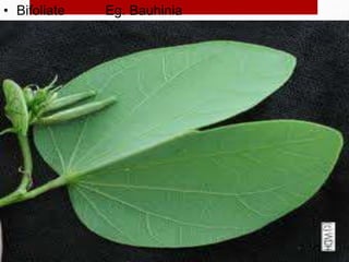 • Bifoliate Eg. Bauhinia
 