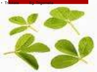 • Trifoliate Eg. Trigomella
 