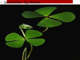 • Quadrifoliate Eg. Marsilia
 