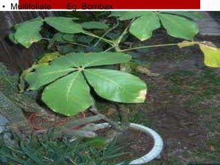 • Multifoliate Eg. Bombax
 