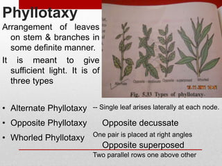 Phyllotaxy
Arrangement of leaves
on stem & branches in
some definite manner.
It is meant to give
sufficient light. It is of
three types
• Alternate Phyllotaxy
• Opposite Phyllotaxy
• Whorled Phyllotaxy
Opposite decussate
Opposite superposed
-- Single leaf arises laterally at each node.
One pair is placed at right angles
Two parallel rows one above other
 