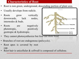 • Root is non green, underground, descending portion of plant axis.
• Usually develops from radicle.
• Roots grow vertically
downwards, lack nodes,
internodes & buds.
• Roots are negatively
phototropic, positively
geotropic & hydrotropic.
• They cannot photosynthesize but few can store food.
Characteristics of Root
• Branches of root are endogenous (pericycle).
• Root apex is covered by root
cap.
• Root hair is unicellular & cellwall is composed of cellulose.
 