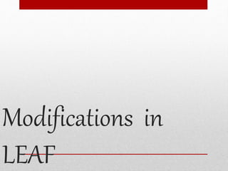 Modifications in
LEAF
 