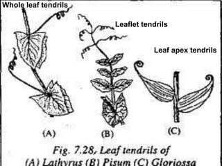 Whole leaf tendrils
Leaf apex tendrils
Leaflet tendrils
 