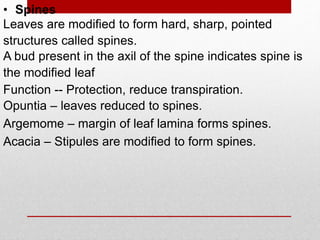 • Spines
Leaves are modified to form hard, sharp, pointed
structures called spines.
A bud present in the axil of the spine indicates spine is
the modified leaf
Function -- Protection, reduce transpiration.
Opuntia – leaves reduced to spines.
Argemome – margin of leaf lamina forms spines.
Acacia – Stipules are modified to form spines.
 