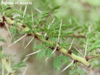 Spines of Acacia
 