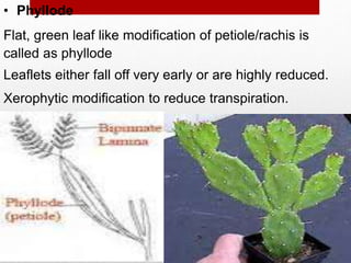 • Phyllode
Flat, green leaf like modification of petiole/rachis is
called as phyllode
Leaflets either fall off very early or are highly reduced.
Xerophytic modification to reduce transpiration.
 
