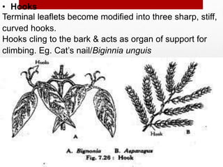 • Hooks
Terminal leaflets become modified into three sharp, stiff,
curved hooks.
Hooks cling to the bark & acts as organ of support for
climbing. Eg. Cat’s nail/Biginnia unguis
 