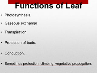 Functions of Leaf
• Photosynthesis
• Gaseous exchange
• Transpiration
• Protection of buds.
• Conduction.
• Sometimes protection, climbing, vegetative propogation.
 