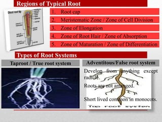 Regions of Typical Root
1. Root cap
2. Meristematic Zone / Zone of Cell Division
3. Zone of Elongation
4. Zone of Root Hair / Zone of Absorption
5. Zone of Maturation / Zone of Differentiation
Types of Root Systems
Taproot / True root system
Develop from Radicle.
Arrangement is Primary,
Secondary, Tertiary & Rootlets
Acropetal succession
(older at base & new at apex).
Roots are not arranged.
Adventitous/False root system
Short lived common in monocots.
Develop from anything except
radicle.
 