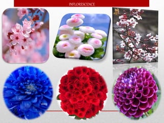 INFLORESCENCE
 