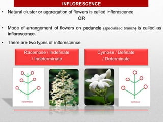 INFLORESCENCE
• Natural cluster or aggregation of flowers is called inflorescence
OR
• Mode of arrangement of flowers on peduncle (specialized branch) is called as
inflorescence.
• There are two types of inflorescence
Racemose / Indefinate
/ Indeterminate
Cymose / Definate
/ Determinate
 