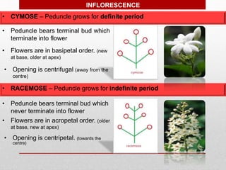 • CYMOSE – Peduncle grows for definite period
• Peduncle bears terminal bud which
terminate into flower
• Flowers are in basipetal order. (new
at base, older at apex)
• Opening is centrifugal (away from the
centre)
• RACEMOSE – Peduncle grows for indefinite period
• Peduncle bears terminal bud which
never terminate into flower
• Flowers are in acropetal order. (older
at base, new at apex)
• Opening is centripetal. (towards the
centre)
INFLORESCENCE
 
