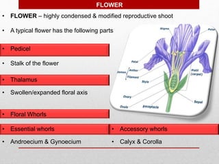 • FLOWER – highly condensed & modified reproductive shoot
• A typical flower has the following parts
• Pedicel
• Thalamus
• Floral Whorls
• Essential whorls • Accessory whorls
FLOWER
• Stalk of the flower
• Swollen/expanded floral axis
• Androecium & Gynoecium • Calyx & Corolla
 