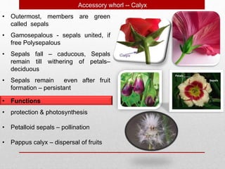 • Outermost, members are green
called sepals
Accessory whorl -- Calyx
• Gamosepalous - sepals united, if
free Polysepalous
• Sepals fall – caducous, Sepals
remain till withering of petals–
deciduous
• Sepals remain even after fruit
formation – persistant
• Functions
• protection & photosynthesis
• Petalloid sepals – pollination
• Pappus calyx – dispersal of fruits
 