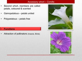 • Second whorl, members are called
petals, coloured & scented
Accessory whorl -- Corolla
• Gamopetalous – petals united
• Polypetalous – petals free
• Functions
• Attraction of pollinators (Insects, Birds)
 