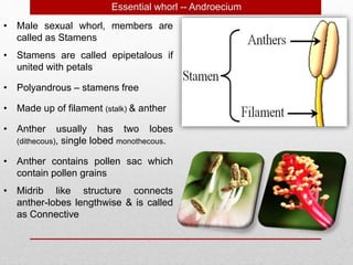 • Male sexual whorl, members are
called as Stamens
Essential whorl -- Androecium
• Stamens are called epipetalous if
united with petals
• Polyandrous – stamens free
• Made up of filament (stalk) & anther
• Anther usually has two lobes
(dithecous), single lobed monothecous.
• Anther contains pollen sac which
contain pollen grains
• Midrib like structure connects
anther-lobes lengthwise & is called
as Connective
 