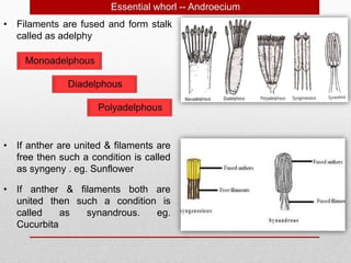 • Filaments are fused and form stalk
called as adelphy
• If anther are united & filaments are
free then such a condition is called
as syngeny . eg. Sunflower
Essential whorl -- Androecium
• If anther & filaments both are
united then such a condition is
called as synandrous. eg.
Cucurbita
 
