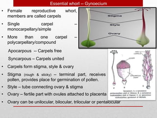 • Female reproductive whorl,
members are called carpels
Essential whorl -- Gynoecium
• Single carpel –
monocarpellary/simple
• More than one carpel –
polycarpellary/compound
• Carpels form stigma, style & ovary
Syncarpous – Carpels united
Apocarpous -- Carpels free
• Ovary – fertile part with ovules attached to placenta
• Ovary can be unilocular, bilocular, trilocular or pentalocular
• Stigma (rough & sticky) – terminal part, receives
pollen, provides place for germination of pollen.
• Style – tube connecting ovary & stigma
 