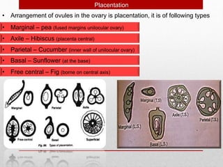 Placentation
• Marginal – pea (fused margins unilocular ovary)
• Axile – Hibiscus (placenta central)
• Parietal – Cucumber (inner wall of unilocular ovary)
• Basal – Sunflower (at the base)
• Arrangement of ovules in the ovary is placentation, it is of following types
• Free central – Fig (borne on central axis)
 