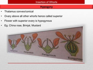 Hypogyny
Insertion of Whorls
• Thalamus convex/conical
• Ovary above all other whorls hence called superior
• Flower with superior ovary is hypogynous
• Eg. China rose, Brinjal, Mustard
 