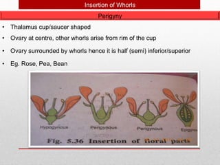 Perigyny
• Thalamus cup/saucer shaped
• Ovary at centre, other whorls arise from rim of the cup
• Ovary surrounded by whorls hence it is half (semi) inferior/superior
• Eg. Rose, Pea, Bean
Insertion of Whorls
 