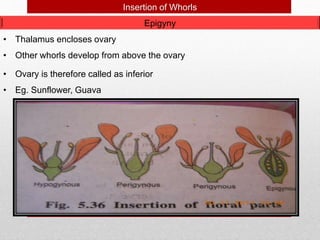 • Thalamus encloses ovary
• Other whorls develop from above the ovary
• Ovary is therefore called as inferior
• Eg. Sunflower, Guava
Insertion of Whorls
Epigyny
 