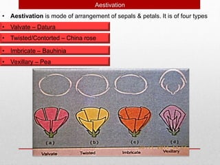• Aestivation is mode of arrangement of sepals & petals. It is of four types
• Valvate – Datura
• Twisted/Contorted – China rose
• Imbricate – Bauhinia
• Vexillary – Pea
Aestivation
 