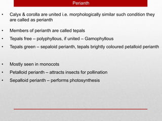 • Calyx & corolla are united i.e. morphologically similar such condition they
are called as perianth
Perianth
• Members of perianth are called tepals
• Tepals free – polyphyllous, if united – Gamophyllous
• Tepals green – sepaloid perianth, tepals brightly coloured petalloid perianth
• Mostly seen in monocots
• Petalloid perianth – attracts insects for pollination
• Sepalloid perianth – performs photosynthesis
 