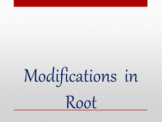 Modifications in
Root
 