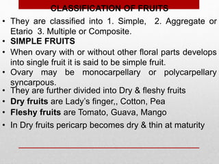 CLASSIFICATION OF FRUITS
• They are classified into 1. Simple, 2. Aggregate or
Etario 3. Multiple or Composite.
• When ovary with or without other floral parts develops
into single fruit it is said to be simple fruit.
• They are further divided into Dry & fleshy fruits
• Fleshy fruits are Tomato, Guava, Mango
• Dry fruits are Lady’s finger,, Cotton, Pea
• In Dry fruits pericarp becomes dry & thin at maturity
• SIMPLE FRUITS
• Ovary may be monocarpellary or polycarpellary
syncarpous.
 