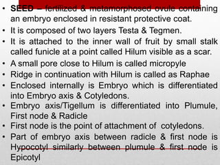 • SEED – fertilized & metamorphosed ovule containing
an embryo enclosed in resistant protective coat.
• It is composed of two layers Testa & Tegmen.
• A small pore close to Hilum is called micropyle
• Enclosed internally is Embryo which is differentiated
into Embryo axis & Cotyledons.
• First node is the point of attachment of cotyledons.
• Part of embryo axis between radicle & first node is
Hypocotyl similarly between plumule & first node is
Epicotyl
• Embryo axis/Tigellum is differentiated into Plumule,
First node & Radicle
• It is attached to the inner wall of fruit by small stalk
called funicle at a point called Hilum visible as a scar.
• Ridge in continuation with Hilum is called as Raphae
 