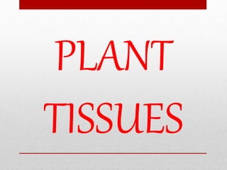 PLANT
TISSUES
 