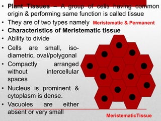 • Plant Tissues – A group of cells having common
origin & performing same function is called tissue
• They are of two types namely
• Ability to divide
• Compactly arranged
without intercellular
spaces
• Characteristics of Meristematic tissue
• Cells are small, iso-
diametric, oval/polygonal
Meristematic & Permanent
MeristematicTissue
• Nucleus is prominent &
cytoplasm is dense.
• Vacuoles are either
absent or very small
 