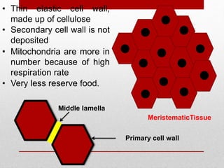 • Mitochondria are more in
number because of high
respiration rate
• Very less reserve food.
• Secondary cell wall is not
deposited
• Thin elastic cell wall,
made up of cellulose
MeristematicTissue
Middle lamella
Primary cell wall
 